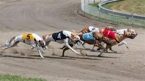 greyhound racing betting system|Greyhound Betting Strategy to Improve Your Bets for .